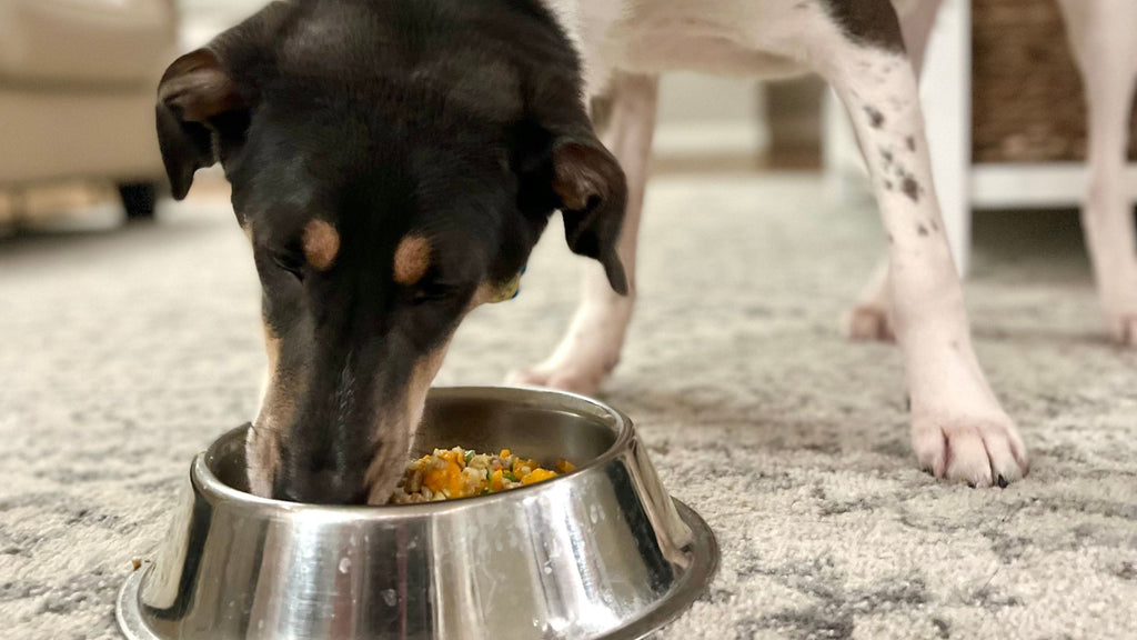 Homemade Dog Dinner